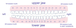 Dental chart